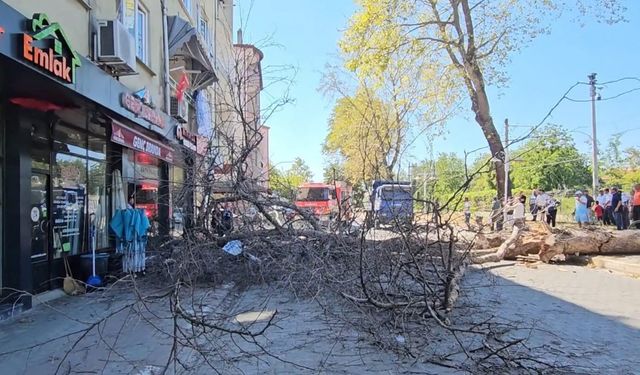 Asırlık çınar ağacı apartmanın üzerine devrildi
