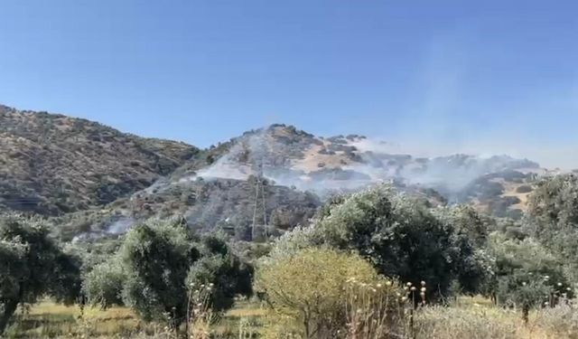 Aydın’da zeytinlik yangını (2)