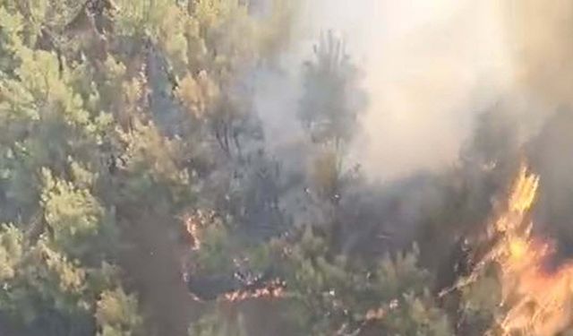 Balıkesir'de tarım arazisinde çıkan yangın ormana sıçradı