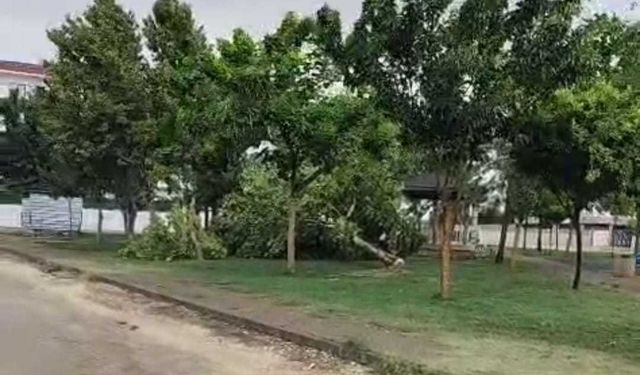 Batman’da kuvvetli rüzgar yurt çatısını uçurdu, ağaçlar araçların üzerine devrildi