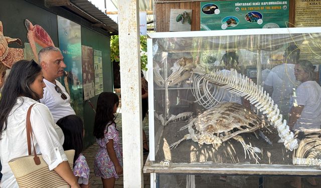Caretta caretta müzesine ilgi