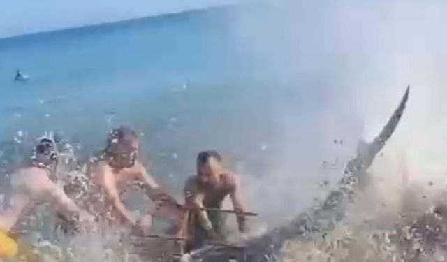 Çeşme'de kıyıya vuran orkinoslar için inceleme