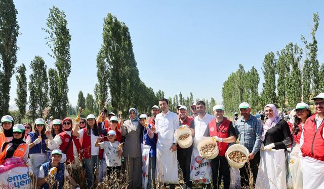 Gönüllü gençler hasat için tarım alanlarında