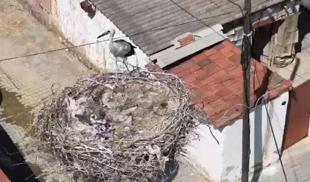 İzmir'de ayağına ip dolanıp yuvasında mahsur kalan yavru leylek kurtarıldı