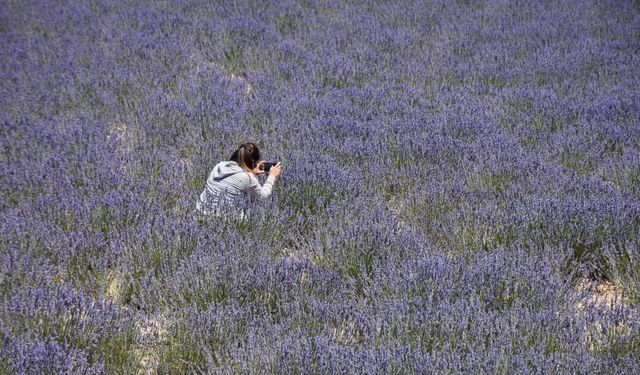 Lavanta bahçesiyle köy, turizm merkezi haline geldi
