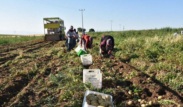 Niğde'de yazlık patates hasadı başladı; kilosu tarlada 10-12 TL