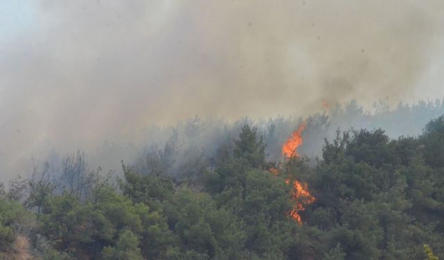 Sakarya'daki orman yangını 3'üncü gününde (5)