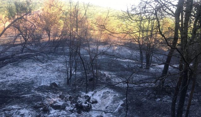 Sakarya'dan Düzce'ye sıçrayan orman yangını söndürüldü