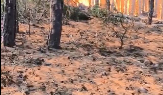 Şube müdürünün, alevlerin arasında kalan orman bölge müdürü ve ekibini kurtarma çabası kamerada