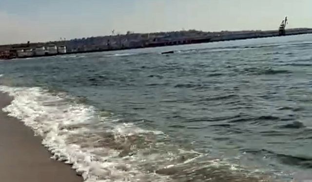 Tekirdağ'da kıyıya ölü yunus vurdu