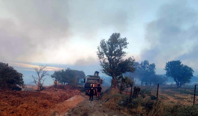 Tekirdağ'da orman yangını (2)