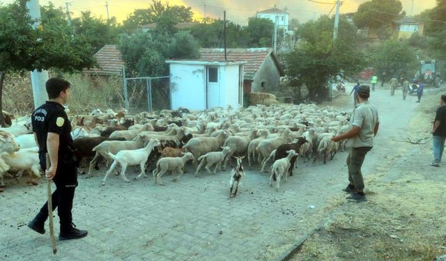 Tekirdağ'da orman yangını / Ek fotoğraflar