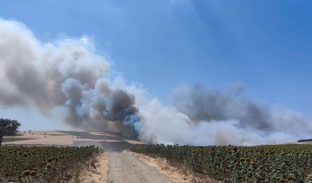 Tekirdağ'da orman yangını
