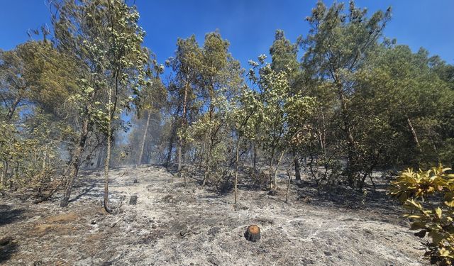 Tokat’ta orman yangını (2)