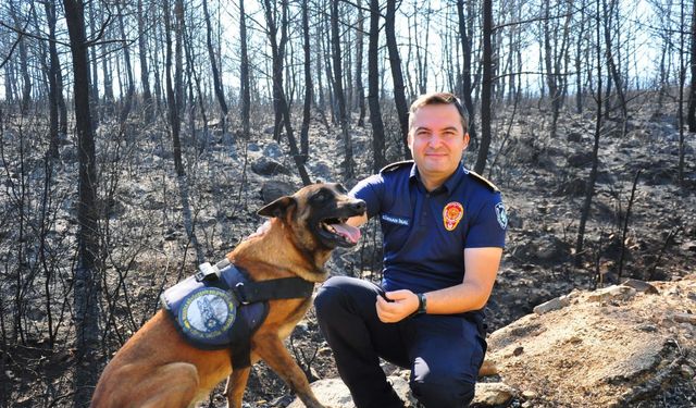 Yangın tespit köpeği 'Ateş', şüpheli yangınların izini sürüyor