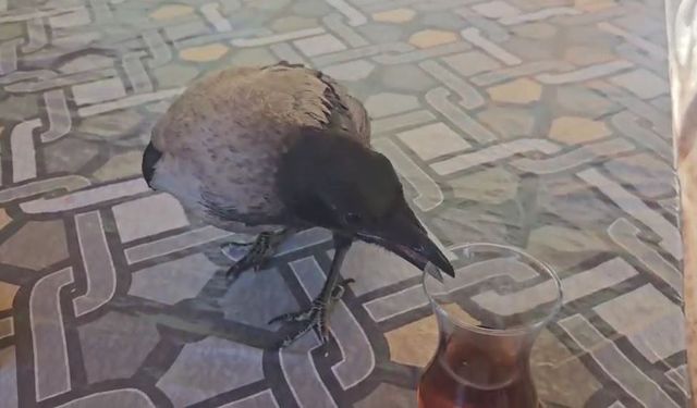 Yaralı halde bulduğu kargayı sağlığına kavuşturup, doğaya saldı
