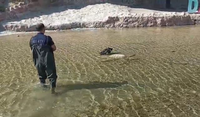 Yaralı leyleği itfaiye ekipleri kurtardı