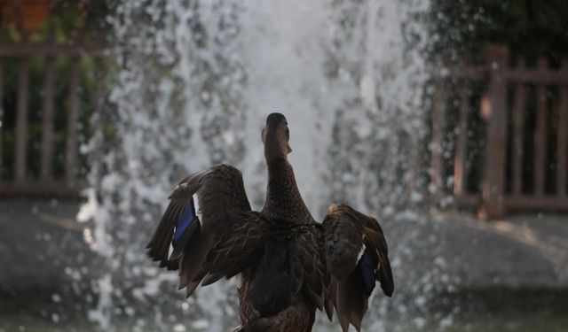Yaralı yaban ördeğinin geçici yuvası Kuğulu Park oldu