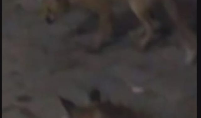 Amasya'da eliyle beslediği tilki bu kez yavrusuyla geldi