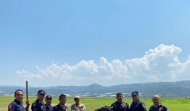 Bataklığa saplanan 2 katır ile sahibini itfaiye ve jandarma kurtardı
