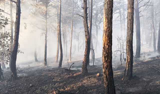 Bolu'da 8,5 saatte kontrol altına alınan orman yangınında soğutma çalışmaları sürüyor