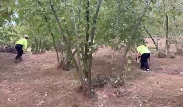 Düzce'de kaybolan kadın aranıyor