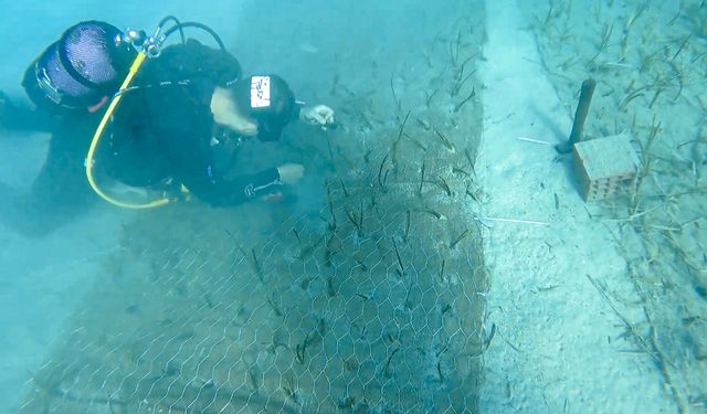 Göcek'te iki bin yaşında deniz çayırı keşfedildi