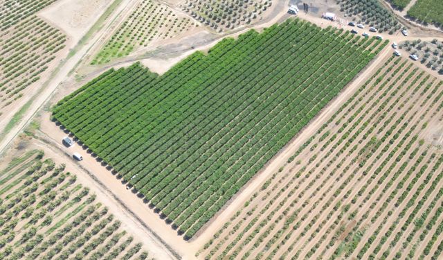 Hatay'da üzüm bağlarında hasat başladı; rekolte beklentisi 85 bin ton