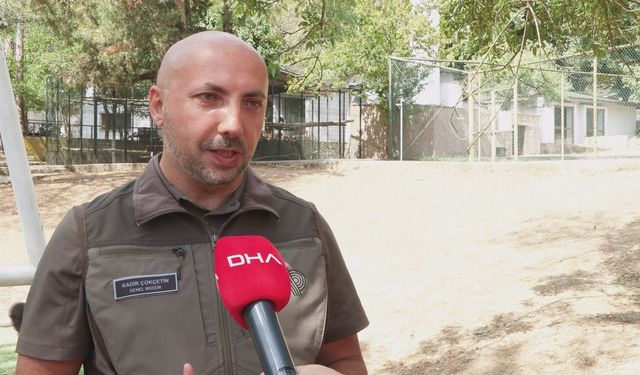 İstanbul - Yavru goril 'Zeytin' Nijerya yolcusu