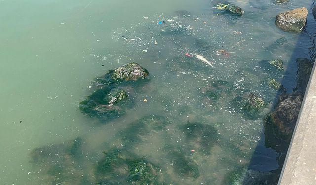 İzmir Körfezi'nde pis koku sürerken, balık ölümleri de başladı