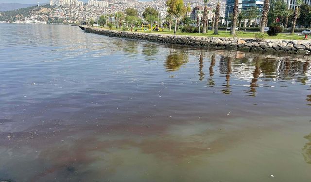 İzmir Körfezi'ni kokutan siyanobakterilermiş