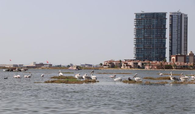 İzmir'de 'Flamingo Yolu' turu renkli görüntülere sahne oluyor / Ek fotoğraflar