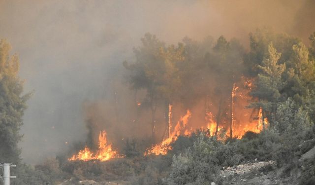 İzmir'de minibüste çıkan yangın ormana da sıçradı (3)