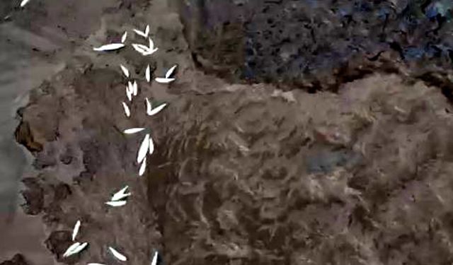 Katı atık bertaraf tesisi borusunun patlaması sonrası balık ölümlerine inceleme / Ek fotoğraflar