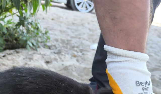 Kayseri’de köpeklerin saldırdığı yavru köpek, tedaviye alındı
