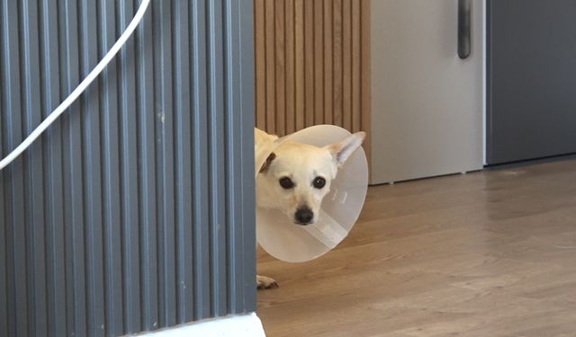 Köpeğini gezdirirken Kangalların saldırısına uğradı