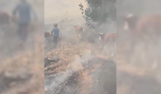 Malatya'da orman yangını /Video eklendi