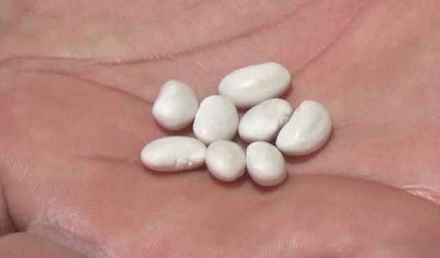 Niğde'de fasulye hasadı başladı; rekolte beklentisi 52 bin ton