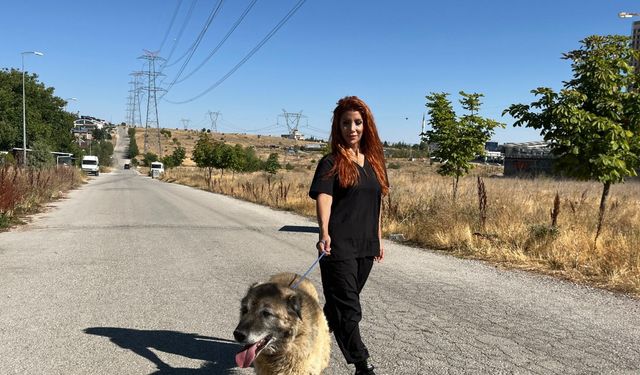 Obez köpek Duman, 6 ayda 20 kilo verdi