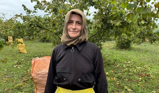 Ordu’da fındık hasadı başladı