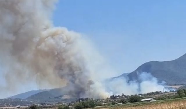 Osmaniye'de orman yangını