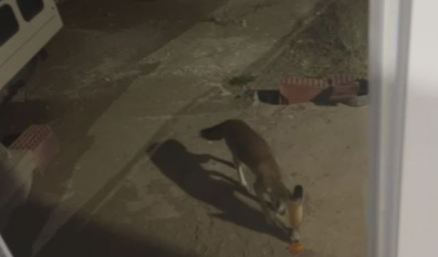 'Rıfkı' adını verdiği tilkiyi cips ile besliyor