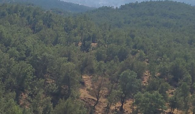 Şırnak’ta ormanda örtü yangını