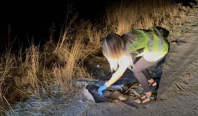 Tekirdağ'da 15 leylek elektrik akımına kapıldı
