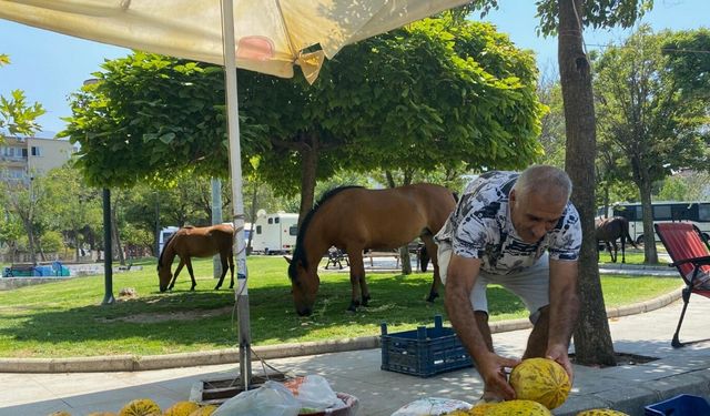 Yılkı atları kent merkezine indi, pazarcılar kavun ve karpuz ile besledi