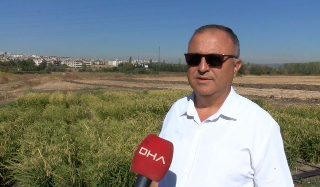 Bursa'da, su tasarruflu çeltik üretimi