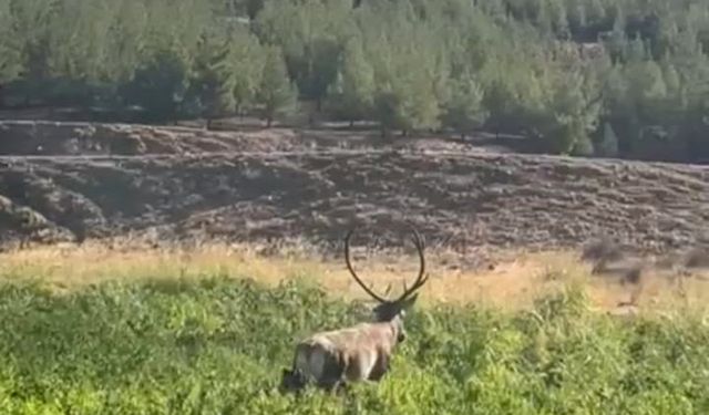 Gaziantep'te sulama hortumlarına takılıp mahsur kalan kızılgeyik kurtarıldı