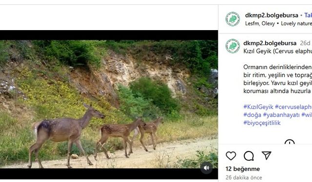 İki farklı kızılgeyik ailesi, Bursa ormanlarında