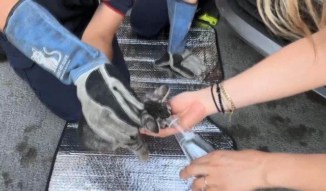 İstanbul - Avcılar'da aracın motor bölümüne sıkışan kediyi yolda fark etti; itfaiye kurtardı