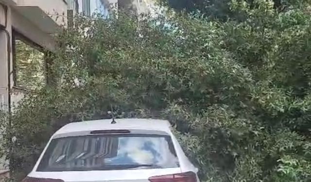 İstanbul - Kadıköy'de yola ağaç devrildi, 2 otomobilde hasar oluştu
